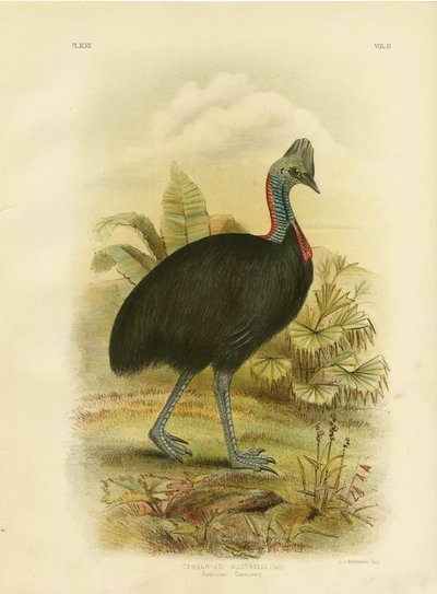 Australian Cassowary or Southern Cassowary, 1891 by Gracius Broinowski